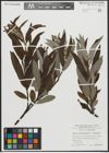 Foto von Salix appendiculata Vill. x Salix eleagnos Scop.
